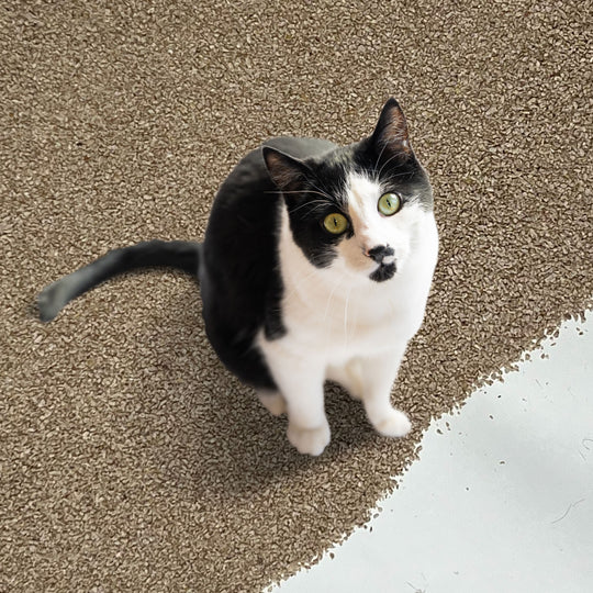 A cat on Hemp Litter.