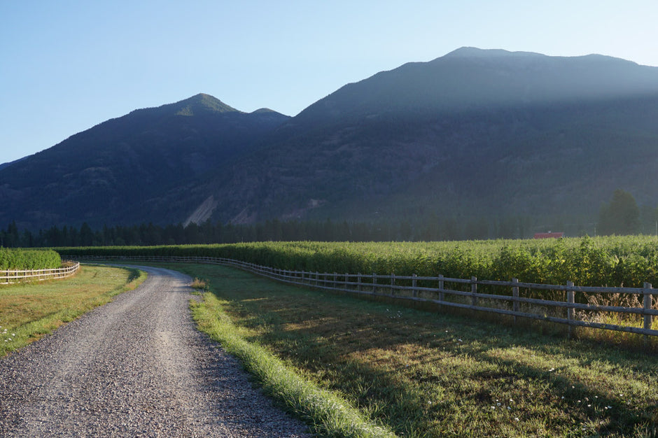 Landscape photo of a gravel road, hemp fields, and the mountains.