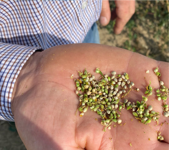 Hemp seeds in the palm of a hand.