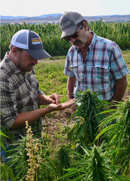 Two farmers examining a hemp plant in a field.