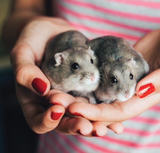 Two hamsters being held in the palm of a hand.