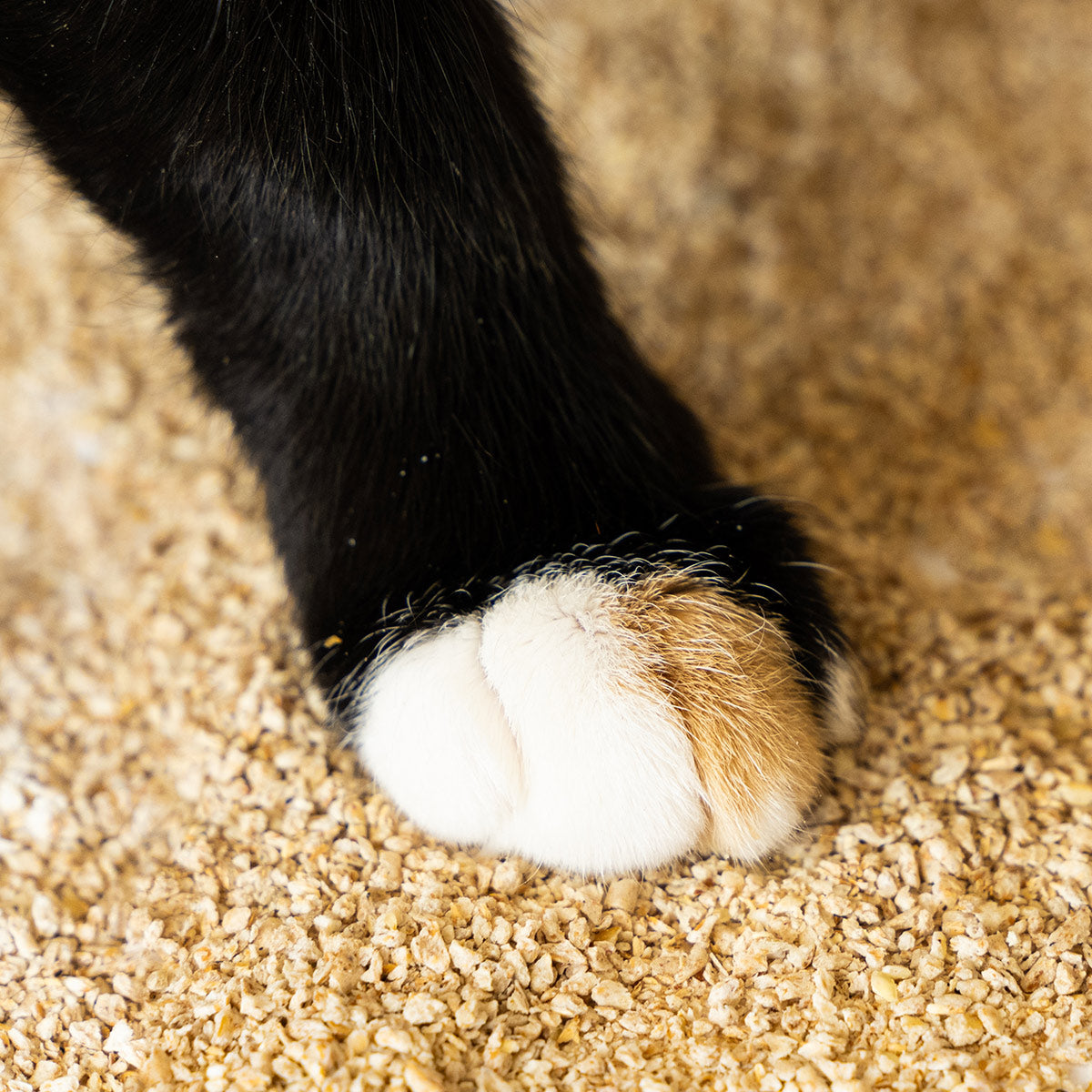 Picture of kitty's paw on hemp based kitty litter.